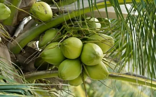 Xuất khẩu dừa Việt Nam đứng thứ 5 thế giới