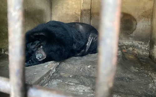 Liên tiếp các cá thể gấu bị tử vong trước khi được chuyển giao