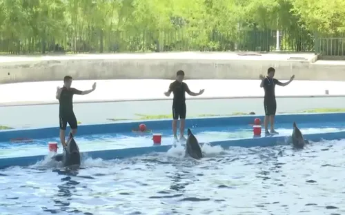 Chương trình biểu diễn cá heo - Sức hút mới với du khách tại Đà Nẵng