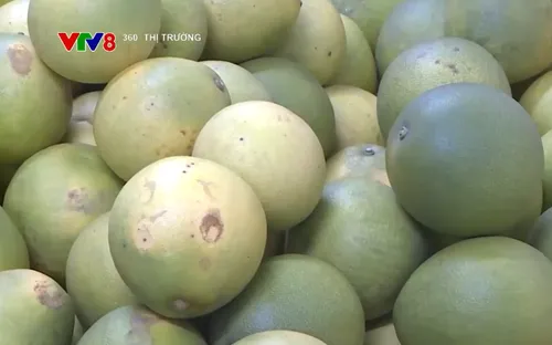 Đưa thanh trà VietGAP vào siêu thị