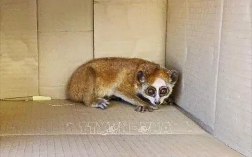 Người dân giao nộp cá thể cu li nằm trong Sách đỏ