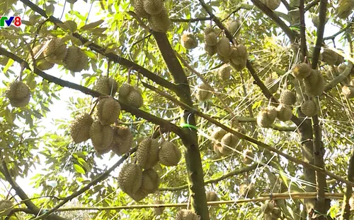 Kết nối để bứt phá: Tăng sản lượng thu hoạch nhờ chủ động chống đổ ngã cho sầu riêng (05/09/2025)