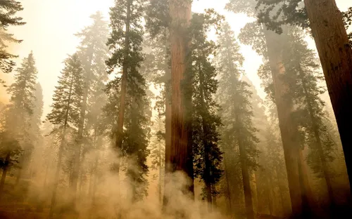 Cháy rừng thiêu rụi rừng cây sequoia khổng lồ ở California