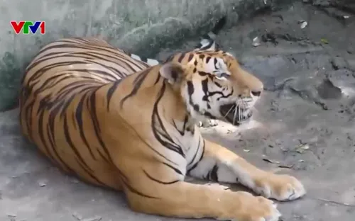 Hết hạn giấy phép 8 năm, 9 con hổ ở Thanh Hóa vẫn “kẹt” trong trại nuôi