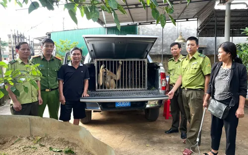 Người dân Krông Pắc (Đắk Lắk) giao nộp vượn má vàng quý hiếm