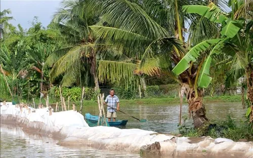 Vĩnh Long: Sạt lở kết hợp triều cường gây ảnh hưởng đời sống người dân