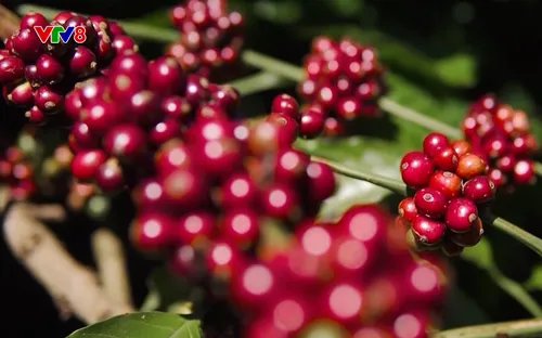 Tây Nguyên hôm nay: Đáp ứng tiêu chuẩn xuất khẩu nâng cao (7/9/2025)