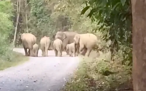 Suy giảm đàn voi ở Việt Nam, chỉ còn dưới 200 cá thể