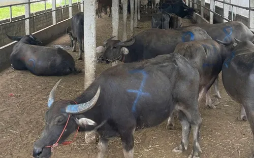 Phát hiện xe tải chở 48 con trâu, bò không rõ nguồn gốc tại Nghệ An