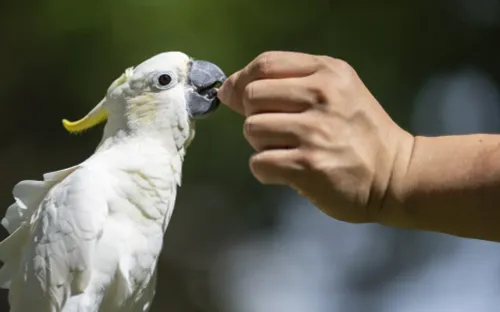 Vẹt mào vàng quý hiếm tìm thấy nơi trú ẩn ở Hong Kong (Trung Quốc)