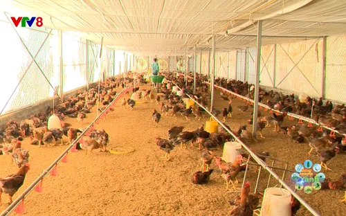 Nông nghiệp xanh: Chăn nuôi an toàn sinh học (25/09/2025)