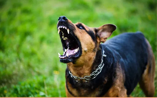 Vaccine phòng bệnh dại không gây hại