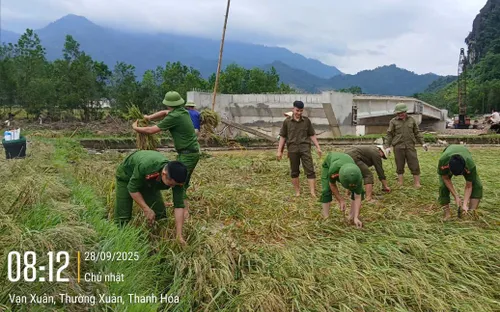 Thanh Hóa: Công an gặt lúa giúp dân trước khi bão số 10 đổ bộ