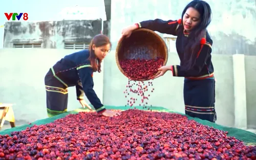 Tây Nguyên hôm nay: Đắk Lắk - Hành trình bước vào kỷ nguyên mới