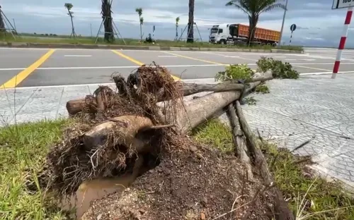 Hàng loạt cây xanh chết bất thường tại Huế