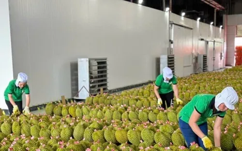 Xuất khẩu sầu riêng tăng mạnh