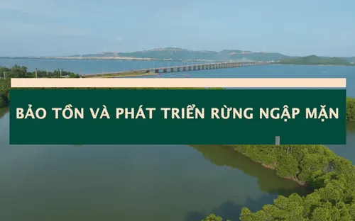 Sống Xanh: Bảo tồn và phát triển rừng ngập mặn