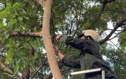 Tháo gỡ bẫy thú tại Sơn Trà