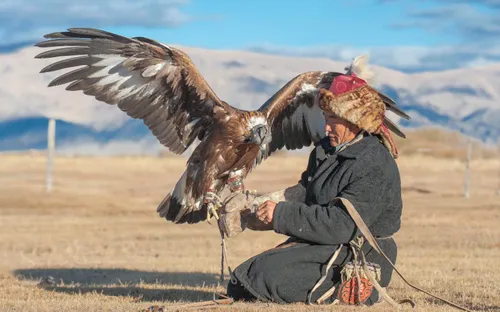 Săn mồi bằng đại bàng: truyền thống cổ xưa và độc đáo