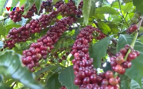 Sống Xanh: Cơ hội cho cà phê Gia Lai