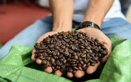 Giá cà phê đồng loạt giảm mạnh