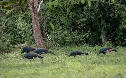 Vườn Quốc gia Cát Tiên nhận 4 giải thưởng quốc tế về du lịch sinh thái