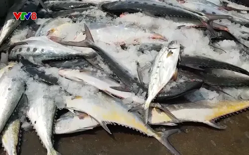 Sống xanh: Quảng Trị phát triển kinh tế vùng bãi ngang