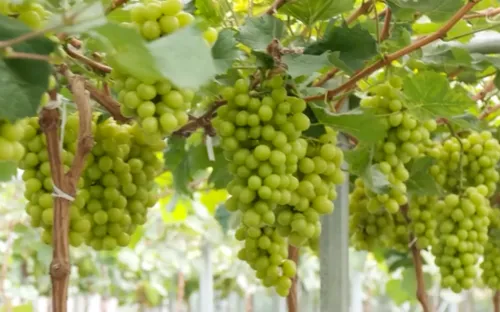 Đắk Lắk: Phát triển ngành nông nghiệp theo hướng kinh tế xanh