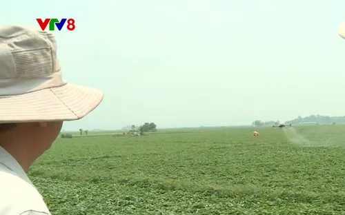 Nông nghiệp xanh: Cánh đồng không dấu chân