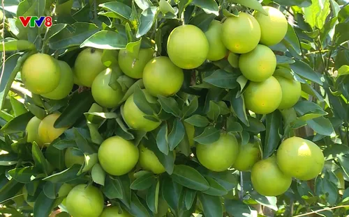 Nông nghiệp xanh: Hiện đại hoá nông nghiệp từ chuyển đổi số