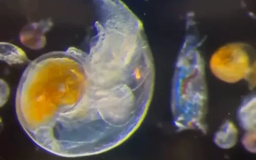 Sinh vật phù du biển - “Người hùng thầm lặng” của khí hậu