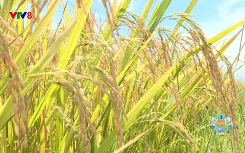 Nông nghiệp xanh: Hành trình xanh hóa nông nghiệp bền vững