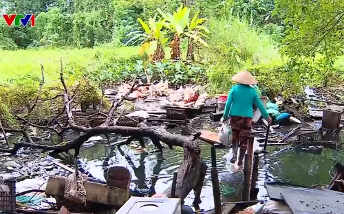 Nhiều ao, hồ, dự án khu sinh thái ở Hà Nội bị bỏ hoang, người dân tận dụng nuôi gà