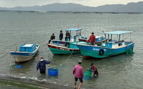 Đắk Lắk: Di dời lồng nuôi tôm hùm đến khu vực an toàn