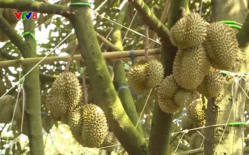 Nông nghiệp xanh: Sản xuất sầu riêng theo hướng nông nghiệp bền vững