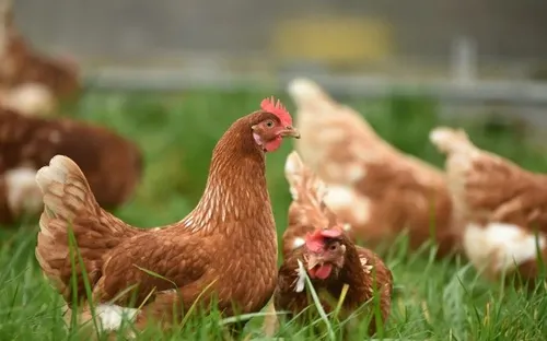 Trung Quốc mở cửa trở lại cho thịt gà Brazil sau 6 tháng tạm dừng nhập khẩu