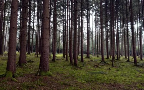 Các khu rừng châu Âu đang trở thành "nhà máy thải CO2"