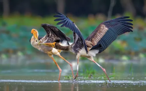 Đời sống thiên nhiên hoang dã qua ống kính nhiếp ảnh