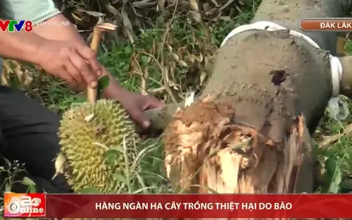 Hàng ngàn héc ta cây trồng thiệt hại do bão