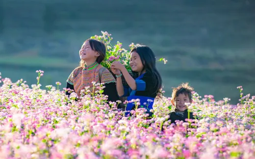 Tuyên Quang tổ chức Lễ hội hoa Tam Giác Mạch lần thứ XI với chủ đề "Miền đá nở hoa"