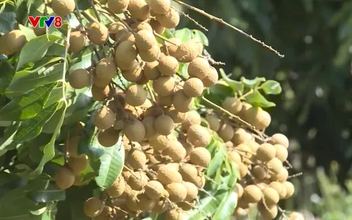 Tây Nguyên hôm nay: Giảm nghèo từ nội lực