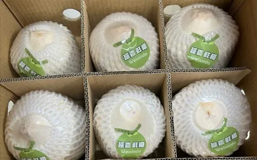 Tăng tính cạnh tranh cho ngành dừa