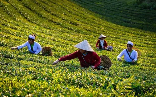 Sắc thu Long Cốc: Bức tranh bình yên giữa đồi chè xứ Phú Thọ