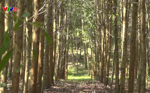 Nông nghiệp xanh: Hiệu quả mô hình lâm nghiệp tuần hoàn