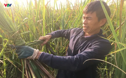 Người dân Ninh Bình tất bật thu hoạch củ niễng - đặc sản có giá trị kinh tế cao