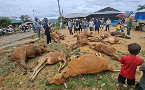 Lâm Đồng: Lũ cuốn trôi hàng chục con bò, hư hại nhiều lồng bè cá tầm trên sông Krông Nô