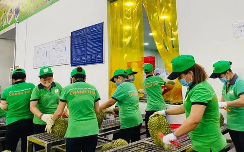 Rau quả Việt Nam: Đón kỷ lục 7 tỷ USD, thăng hạng chinh phục thị trường Mỹ, EU