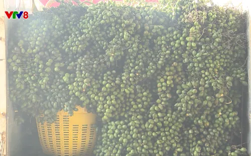 Tây Nguyên hôm nay: Đắk Lắk đẩy mạnh xây dựng nông thôn mới (22/11/2025)