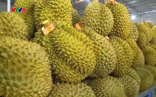 Nông nghiệp xanh: Sản xuất sầu riêng theo hướng nông nghiệp bền vững (22/11/2025)