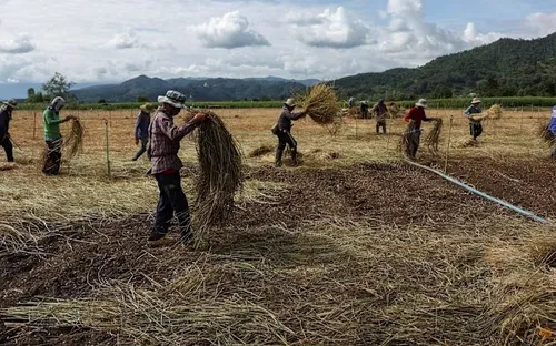 Các mỏ độc hại đe dọa sông ngòi và cộng đồng Đông Nam Á